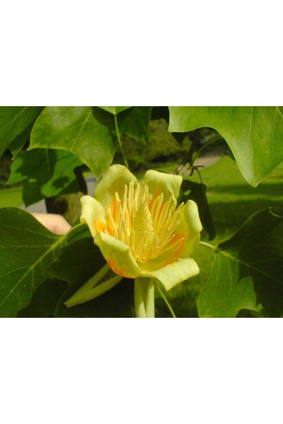 Вічнозелене дерево з незвичайними квітами, тюльпанове дерево Фастігіатум.