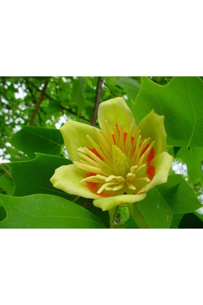 Тюльпанове дерево Фастігіатум у квітучому вигляді з розкішними тюльпановими квітами.