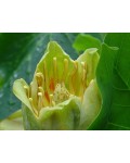 Тюльпанове дерево Фастігіатум | Liriodendron tulipifera Fastigiatum | Тюльпанное дерево Фастигиатум