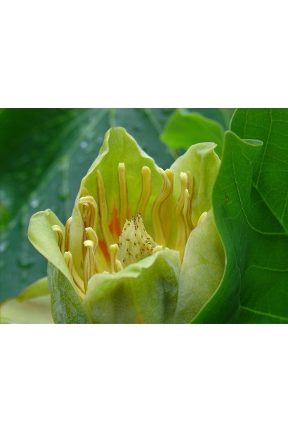 Тюльпанове дерево - квітка