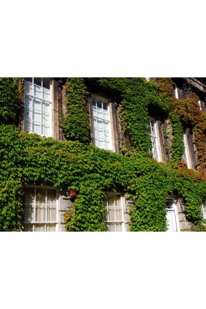 Виноград дівочий тризагострений Вічі | Виноград девичий триостренный Вичи | Parthenocissus tricuspidata Veitchii