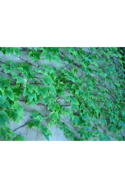 Виноград дівочий тризагострений Вічі | Виноград девичий триостренный Вичи | Parthenocissus tricuspidata Veitchii