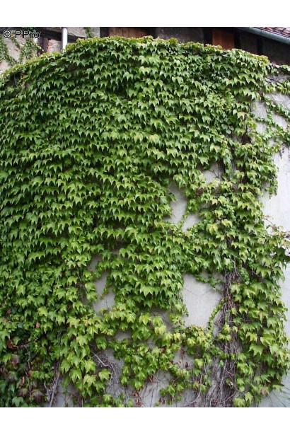 Виноград дівочий тризагострений Вічі | Виноград девичий триостренный Вичи | Parthenocissus tricuspidata Veitchii