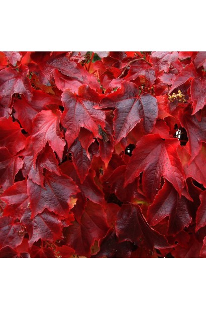 Виноград дівочий тризагострений Вічі | Виноград девичий триостренный Вичи | Parthenocissus tricuspidata Veitchii