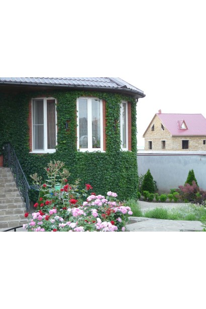 Виноград дівочий тризагострений Вічі | Виноград девичий триостренный Вичи | Parthenocissus tricuspidata Veitchii