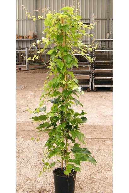 Виноград дівочий тризагострений Вічі | Виноград девичий триостренный Вичи | Parthenocissus tricuspidata Veitchii