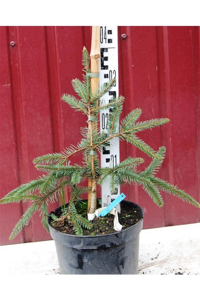 Ель европейская Акрокона контейнер 3 л 30-40 см