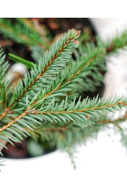 Ель обыкновенная Акрокона короткая зеленая хвоя