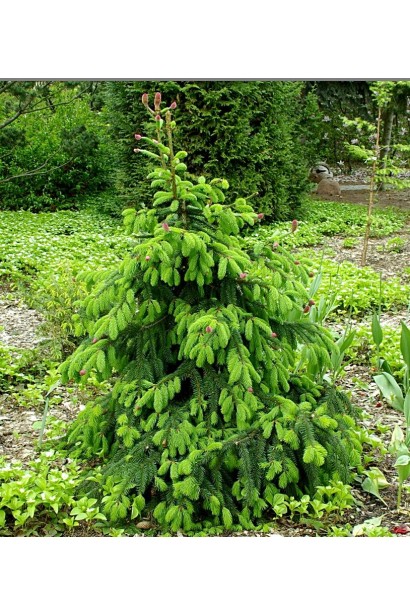 Ель обыкновенная Акрокона в ландшафте