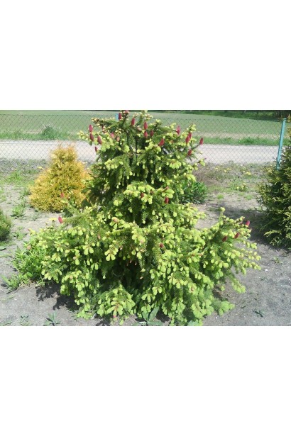 Ель обыкновенная Акрокона молодые салатовые приросты хвои