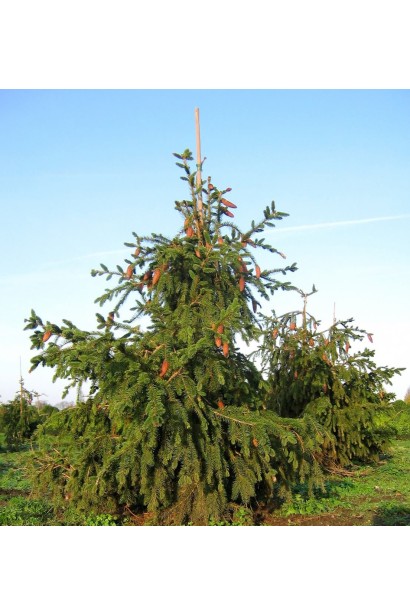 Ель обыкновенная / европейская Акрокона 