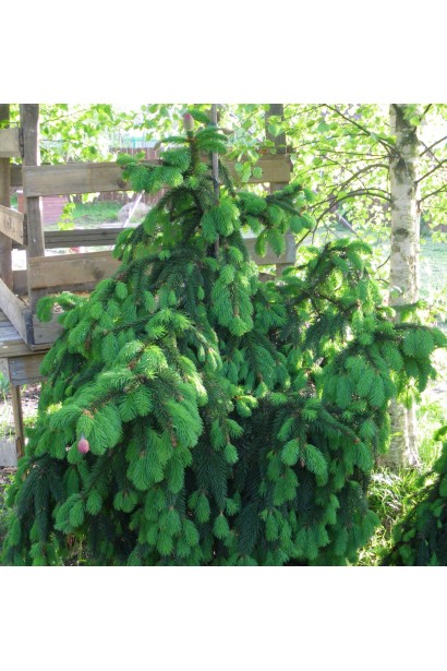 Ель европейская Акрокона темно-зеленая хвоя