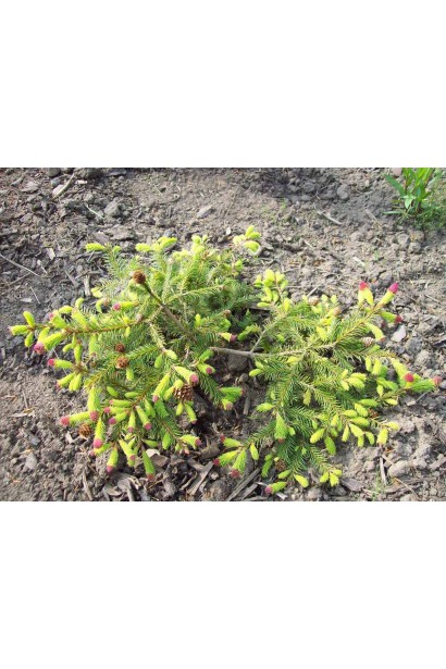 Ель обыкновенная Акрокона