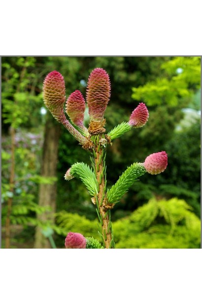 Малиново-красные шишки на кончиках веток ели Акрокона