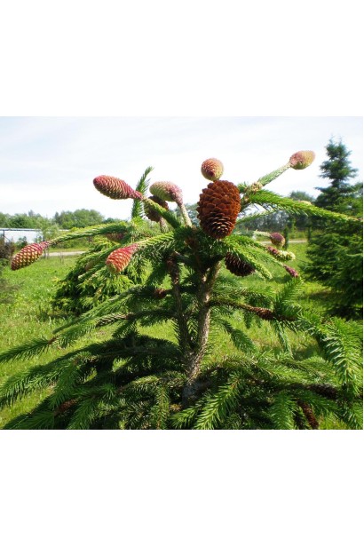 Ель Акрокона коричневый оттенок шишек летом
