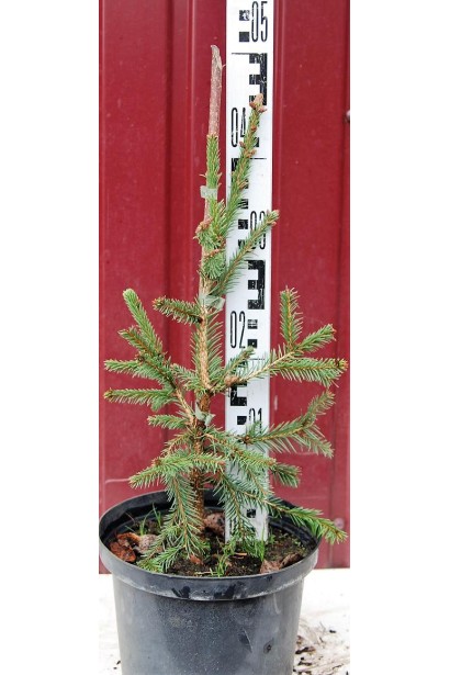 Ель европейская Акрокона в горшке 3 л