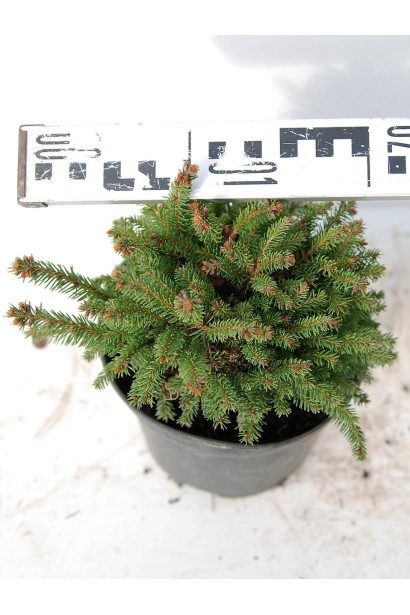 Ель обыкновенная Олендорфи горшок 3 л диаметр 15-20 см