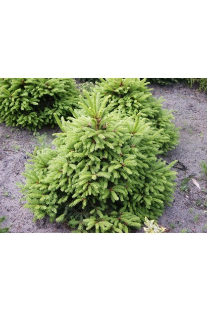 Ель обыкновенная / европейская Олендорфи