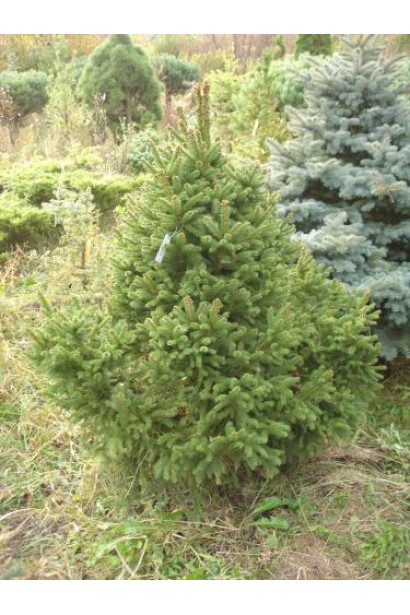 Ель обыкновенная Олендорфи