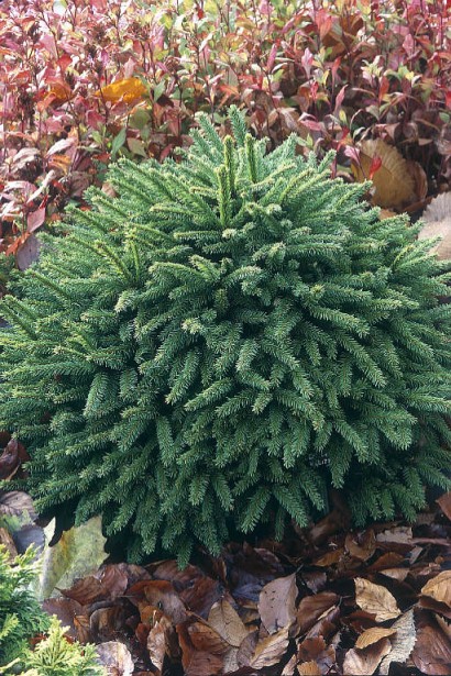 Ель европейская Олендорфи округлая крона в молодом возрасте