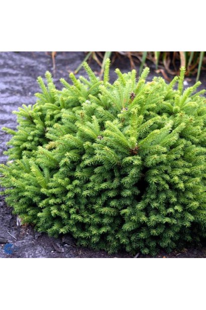 Ель европейская Олендорфи желтовато-зеленая хвоя