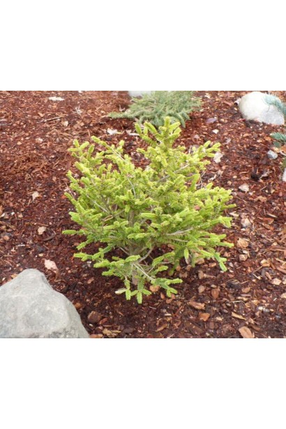 Picea abies Ohlendorffii