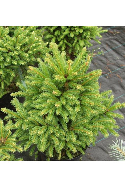 Ель Олендорфи раскидистые несколько приподнятые побеги