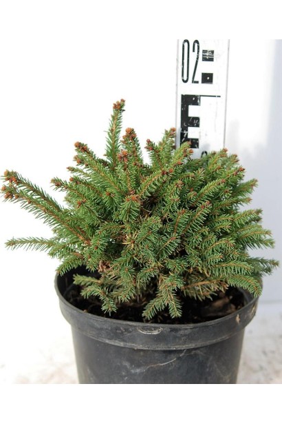 Ель обыкновенная Олендорфи горшок 3 л высота 10-15 см