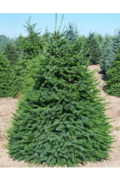 Picea Nana