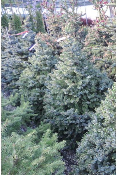 Ялина сербська Нана в розсаднику