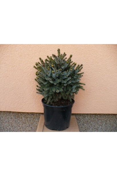 Ялина сербська Нана в контейнері 5 л