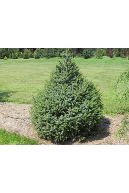 Ялина сербська Нана сорт конічної форми