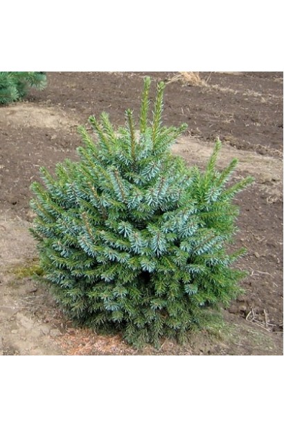 Куляста форма ялини сербської Нана у перші роки