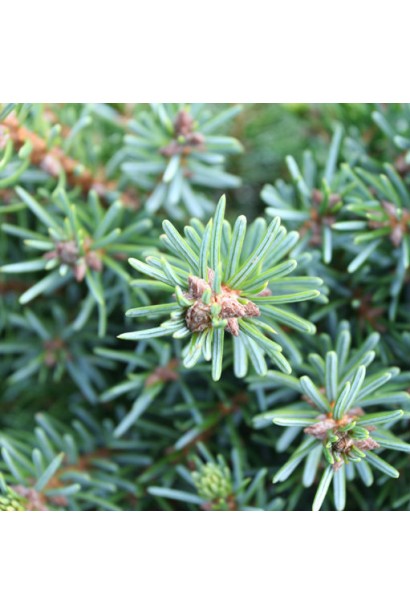 Ялина сербська Нана нижня хвоя 