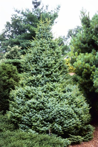 Ялина сербська Нана ширококонічна крона