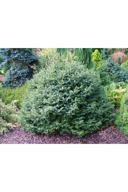 Ялина сербська Нана