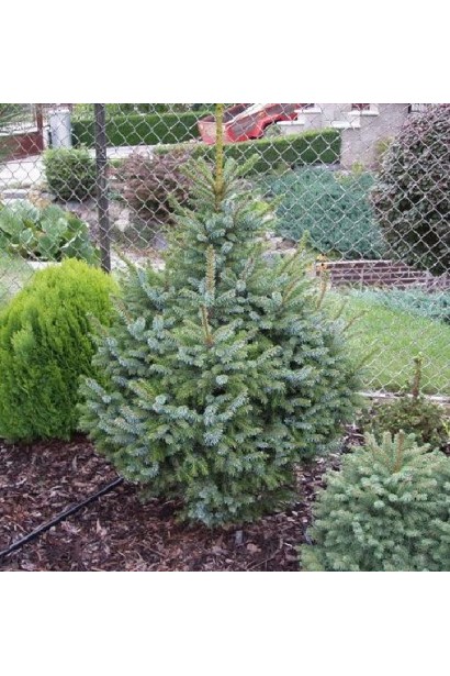 Ялина сербська Нана на клумбі