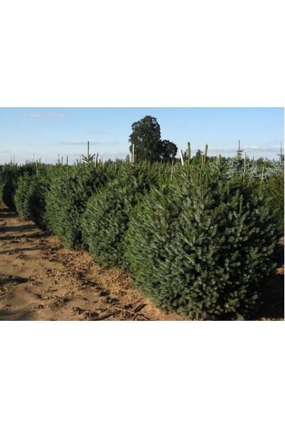 Ялина балканська Нана