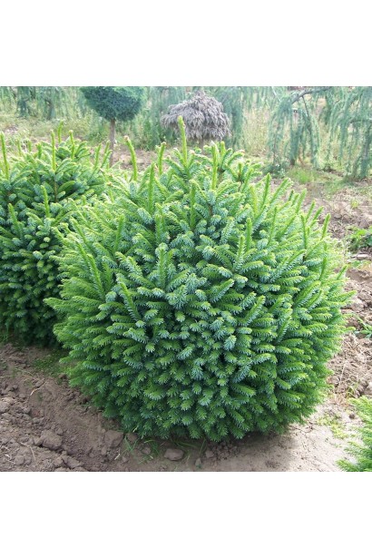 Ялина сербська Нана у формі кулі