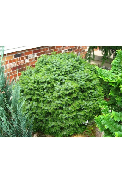 Ялина сербська Нана в ландшафті