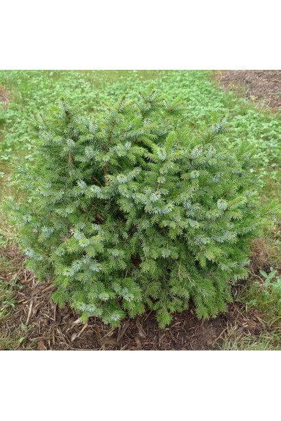 Карликовий сорт ялини сербської