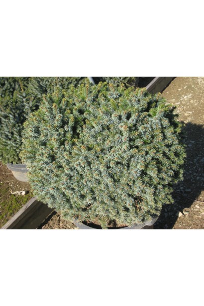 Ялина сербська Нана саджанець