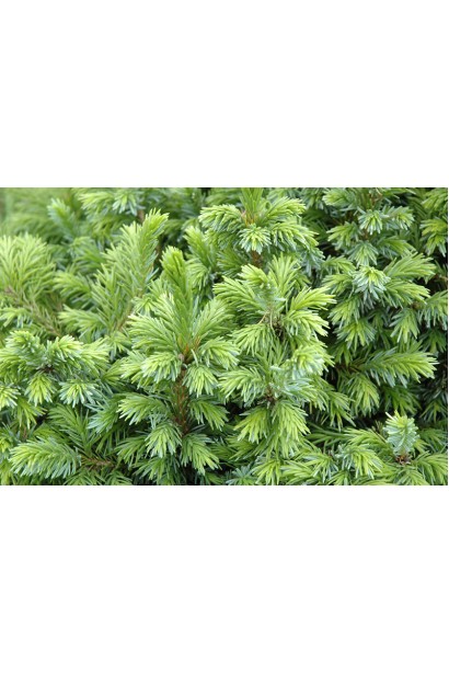 Ялина Nana зелена хвоя 