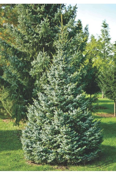 Ялина сербська Nana