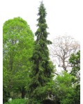 Ялина сербська Пендула | Ель сербская Пендула | Picea omorika Pendula