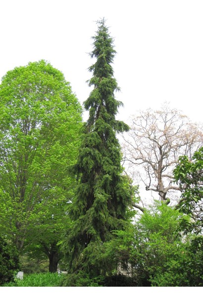 Ялина сербська Пендула