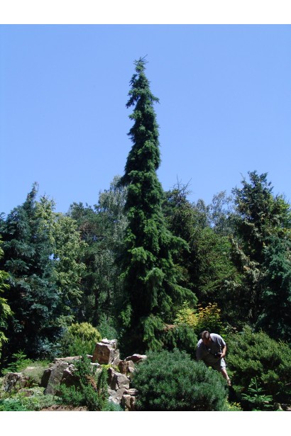 Ялина сербська плакуча