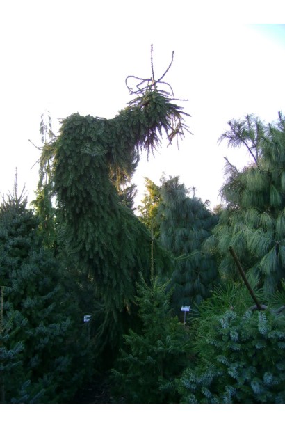 Ялина сербська повисла