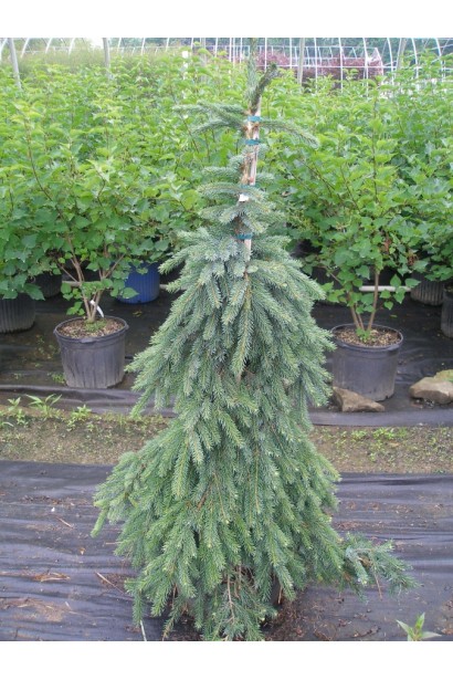 Ялина сербська Пендула в контейнері