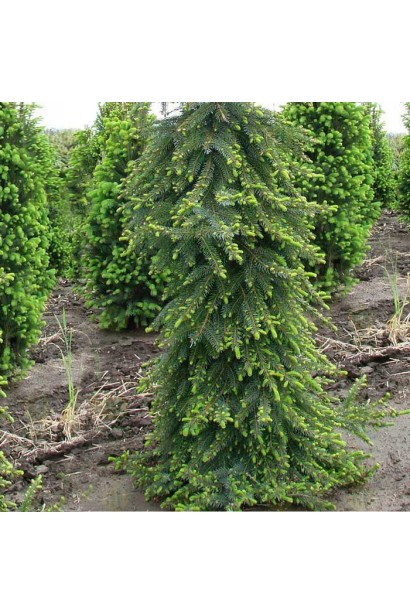 Ялина сербська Пендула вузька плакуча крона